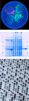 bioc photo specimen1