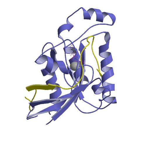 Cdc42-ACK1 complex