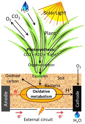 Plant BES