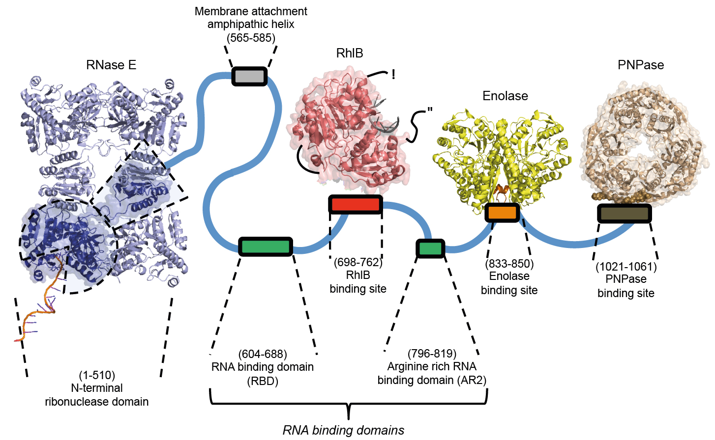 The RNA degradosome of E. coli