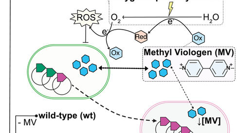 Graphical abstract