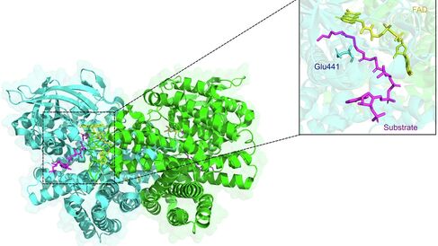 Fig. 5a: Overall structure of the FadE1 acyl-CoA dehydrogenase from PA and differences in the substrate-binding cavities of FadE1 and FadE2.