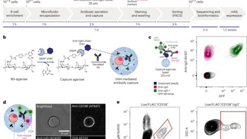 Fig. 1: Workflow for high-throughput functional analysis of antibodies secreted by single cells.
