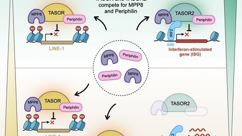 Graphical abstract from the article