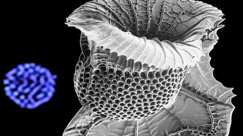 Dinoflagellates compact DNA without histones