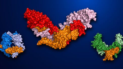 Protein structures for pro-TGF-β1, pro-myostatin and pro-activin A
