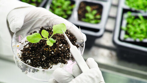 The model plant, Arabidopsis thaliana