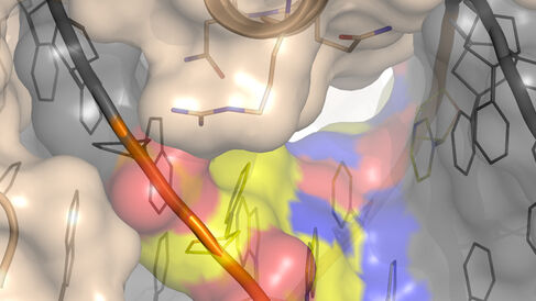 Surface representation of the HOXB13 transcription factor binding DNA