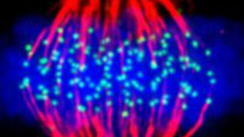 A human cell in metaphase, with DNA in blue, kinetochores in green and microtubules in red.