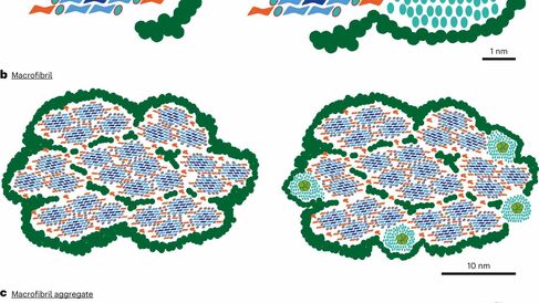 Fig. 5: Model of action for callose integration in lignocellulosic biomass. From: Ectopic callose deposition into woody biomass modulates the nano-architecture of macrofibrils