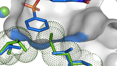 Cut-through representation of a P.aeruginosa arylsulfatase mutant, binding the newly evolved phosphonate monoester substrate.