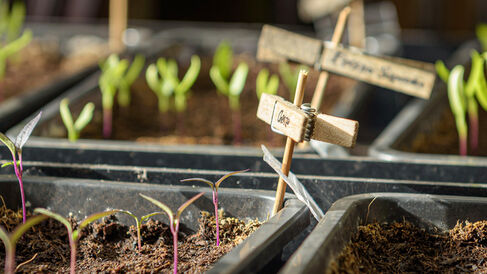 Young plants in growing trays.