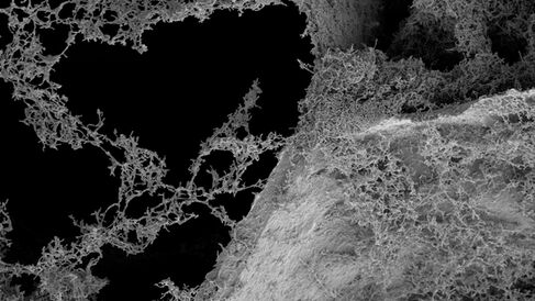 Rhodopseudomonas palustris bacteria on a carbon foam electrode