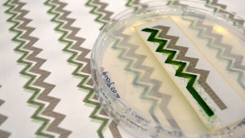 A printed cyanobacteria bioelectrode
