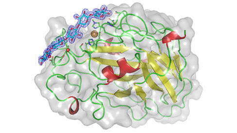 Structure of the LsAA9A enzyme bound to a carbohydrate chain
