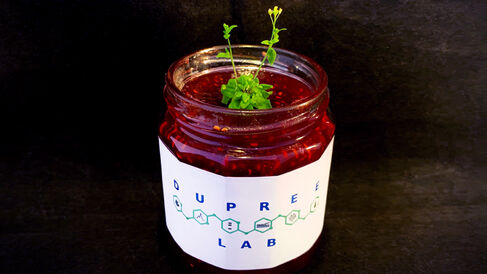 A gosamt1 gosamt2 mutant Arabidopsis plant in a pot of 'Dupree Lab'-branded jam.