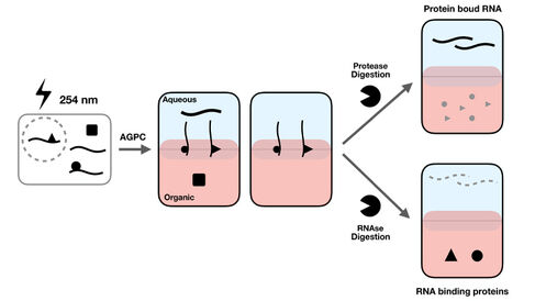 Schematic representation of the OOPS method.