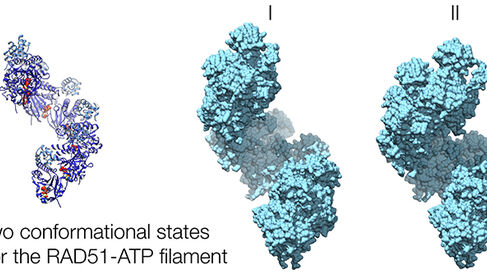hRAD51-ATP filament