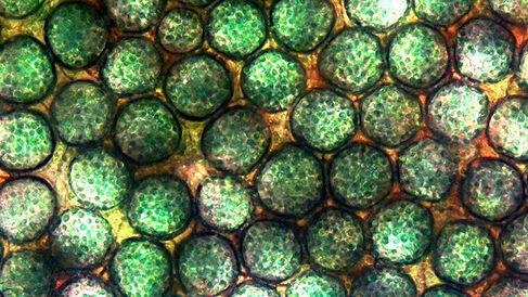 A microporous electrode showing pores with a typical diameter of tens of nanometres populated by photosynthetic bacterial cells