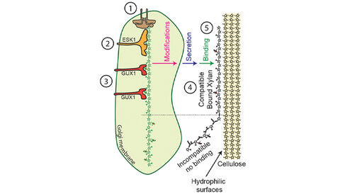 Model for the binding of xylan to cellulose