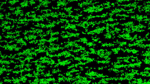 Platelet thrombi formed on collagen without MMP-13
