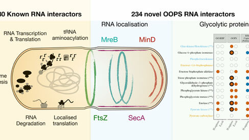 RNA interactors in Escherichia coli identified by OOPS.