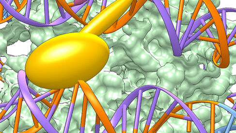 Transcription factors can prefer one orientation over others when binding to nucleosomal DNA.