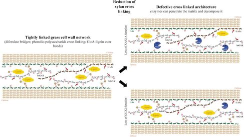 Reduction of xylan cross linking