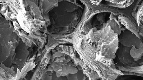 Cryo-scanning electron microscopy (cryo-SEM) analysis of a spruce stem section
