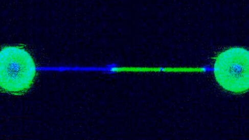 2D image showing double-stranded DNA (green) melting under tension to single-stranded DNA (blue).