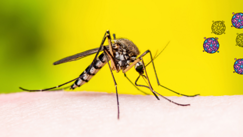 Mosquito and Virus