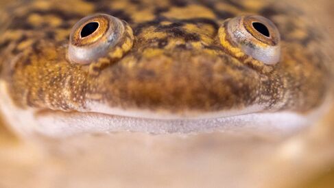 Adult African Clawed Frog. Photo: Xenbase.