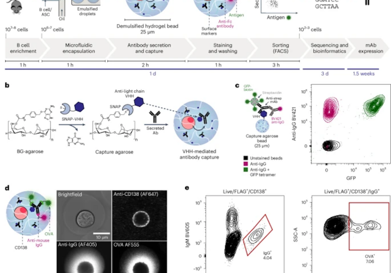 Fig. 1: Workflow for high-throughput functional analysis of antibodies secreted by single cells.