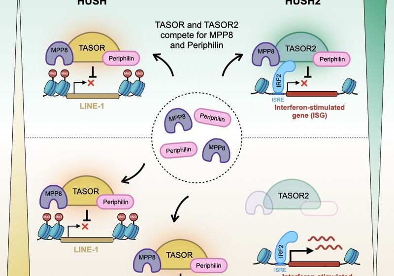 Graphical abstract from the article