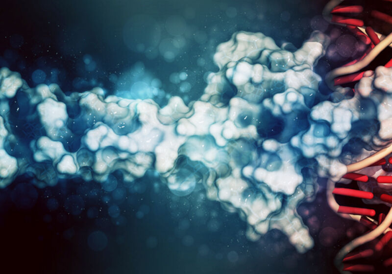 An artist's impression of a transcription factor binding to DNA