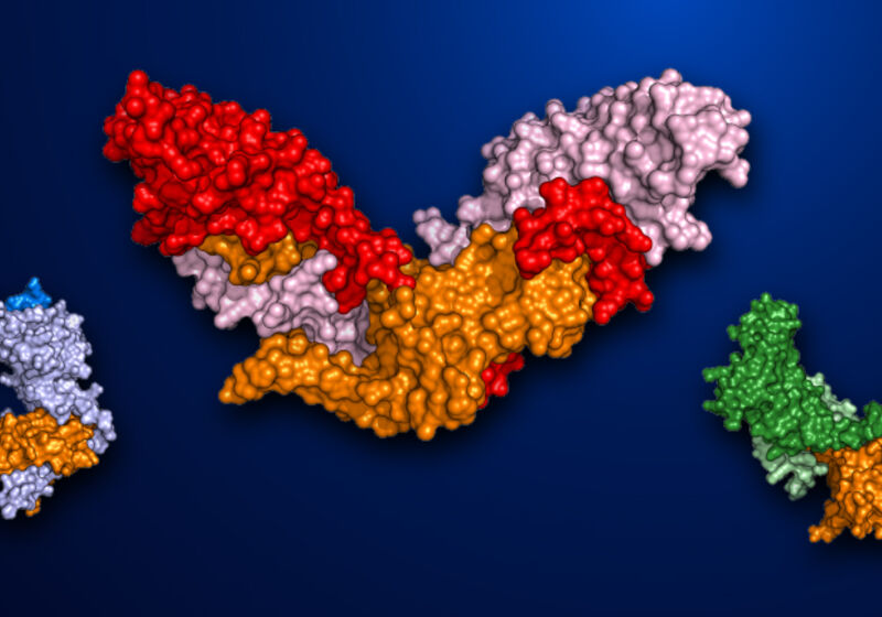 Protein structures for pro-TGF-β1, pro-myostatin and pro-activin A