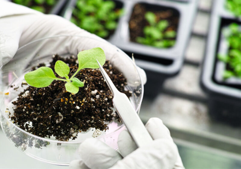 The model plant, Arabidopsis thaliana