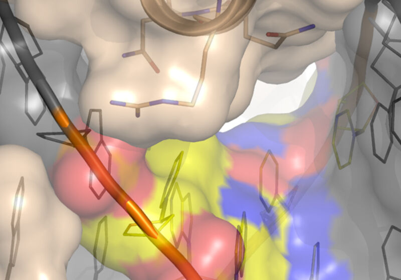 Surface representation of the HOXB13 transcription factor binding DNA