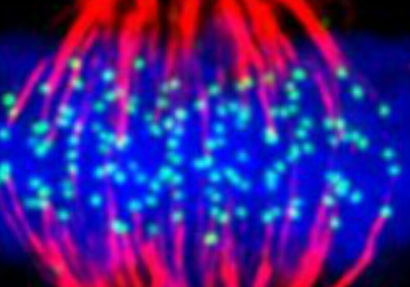 A human cell in metaphase, with DNA in blue, kinetochores in green and microtubules in red.