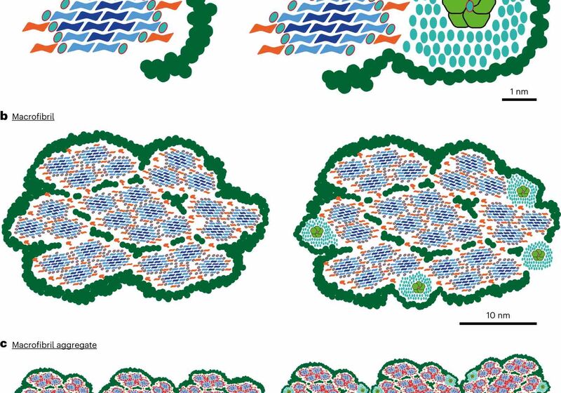 Fig. 5: Model of action for callose integration in lignocellulosic biomass. From: Ectopic callose deposition into woody biomass modulates the nano-architecture of macrofibrils