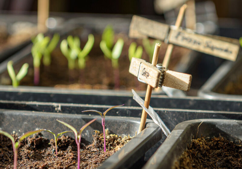 Young plants in growing trays.