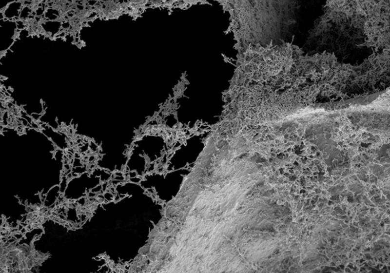 Rhodopseudomonas palustris bacteria on a carbon foam electrode