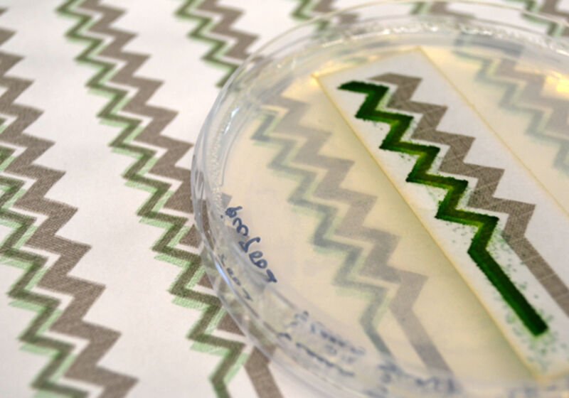 A printed cyanobacteria bioelectrode