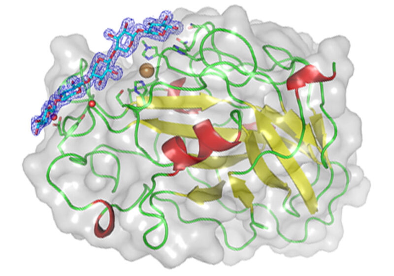 Structure of the LsAA9A enzyme bound to a carbohydrate chain