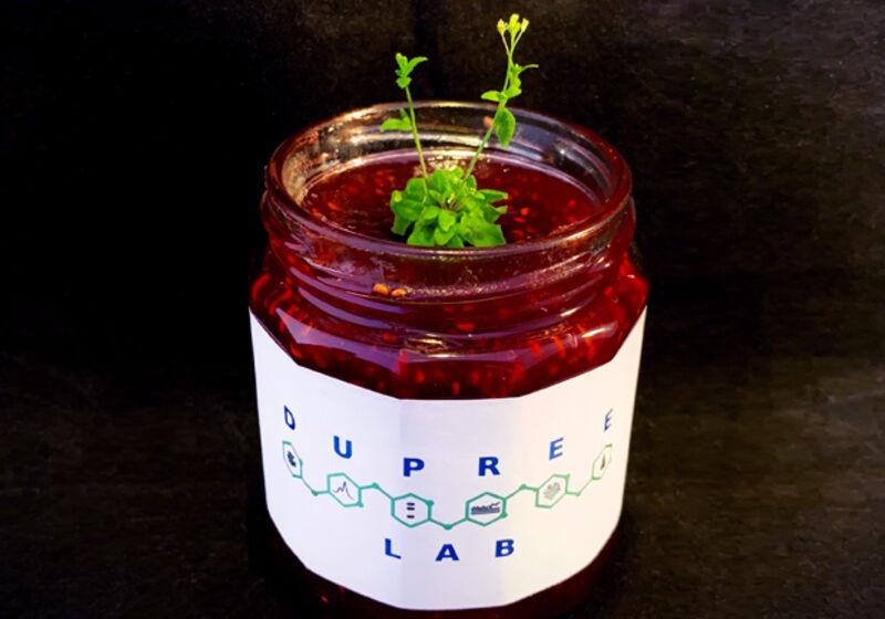 A gosamt1 gosamt2 mutant Arabidopsis plant in a pot of 'Dupree Lab'-branded jam.