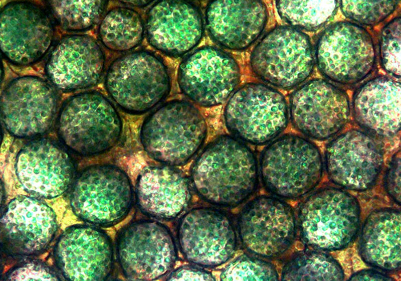 A microporous electrode showing pores with a typical diameter of tens of nanometres populated by photosynthetic bacterial cells