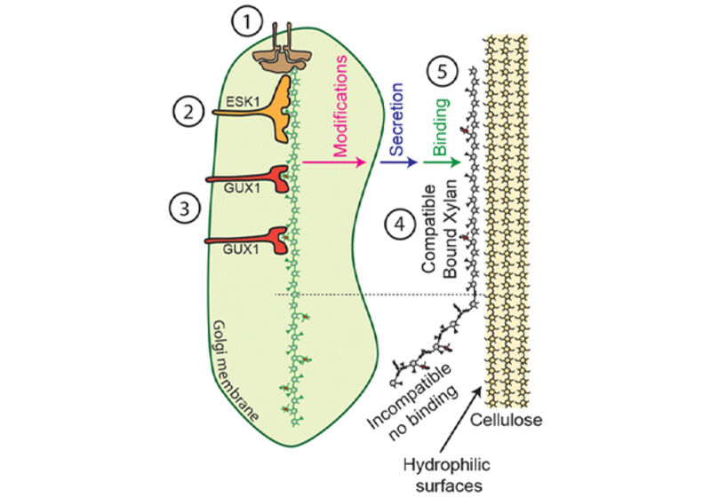 Model for the binding of xylan to cellulose