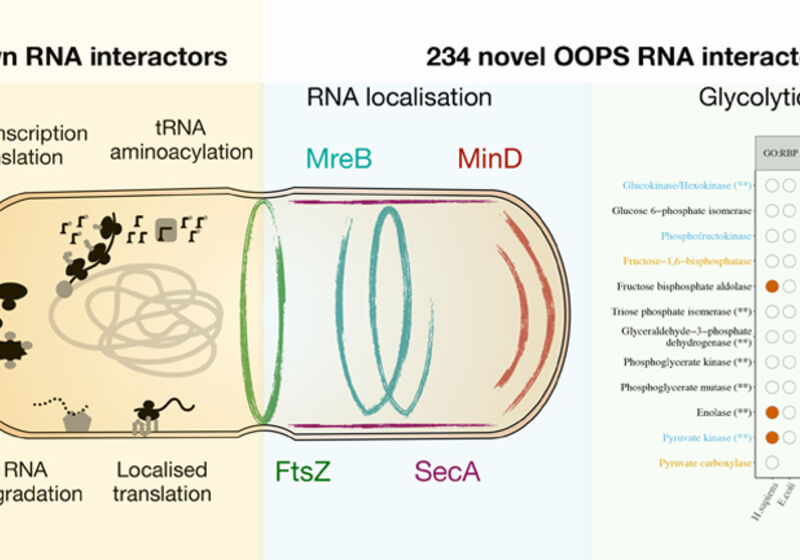 RNA interactors in Escherichia coli identified by OOPS.