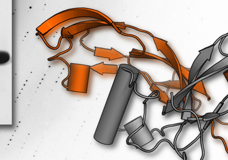 Activin A, a key growth factor in stem cell culture