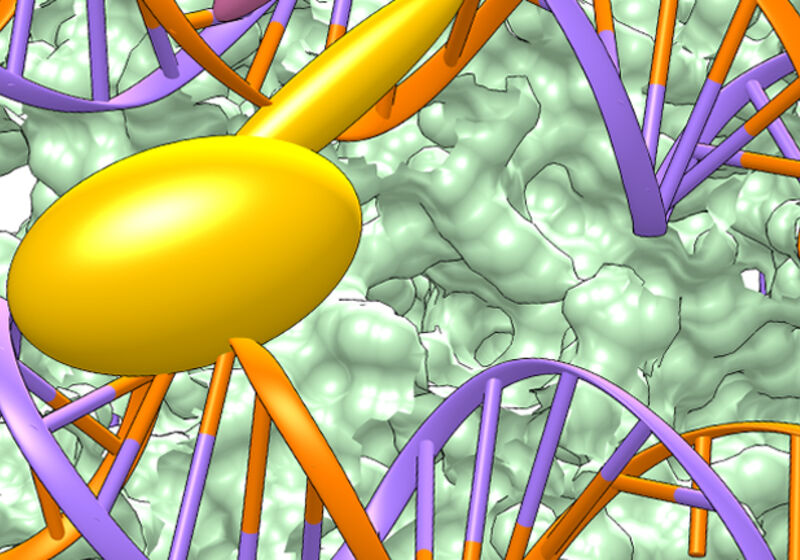 Transcription factors can prefer one orientation over others when binding to nucleosomal DNA.